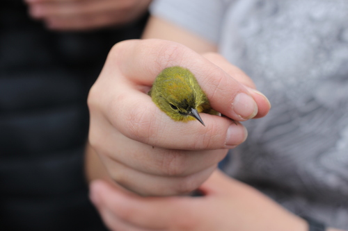 iNaturalist observation photo of Orange-crowned Warbler