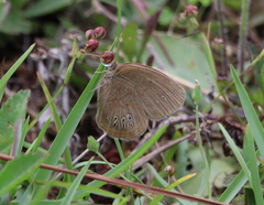 Neonympha