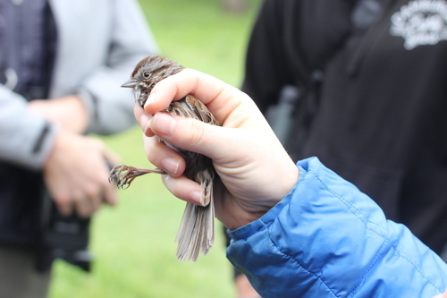 iNaturalist observation photo of Song Sparrow