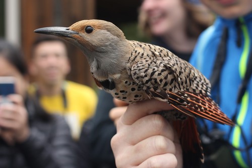 iNaturalist observation photo of Northern Flicker
