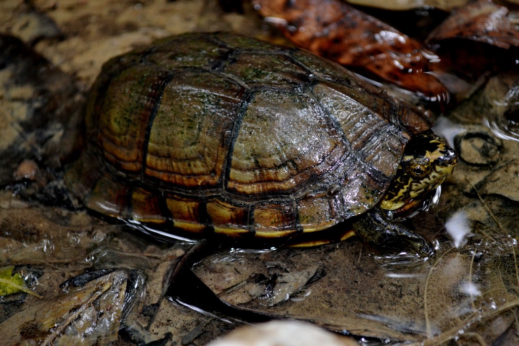 Scorpion Mud Turtle