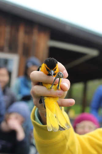 iNaturalist observation photo of Bullock's Oriole