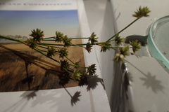 Juncus nodatus