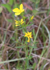 Rhexia lutea