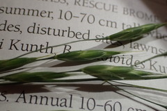 Bromus secalinus