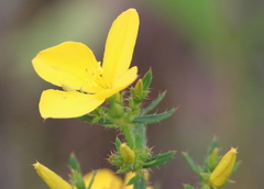 Rhexia lutea