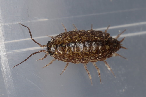 Philoscia affinis affinis