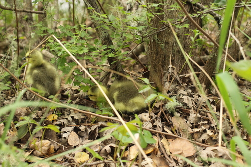 iNaturalist observation photo of Canada Goose