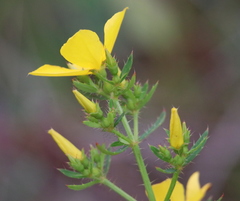 Rhexia lutea