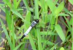 Aethriamanta gracilis