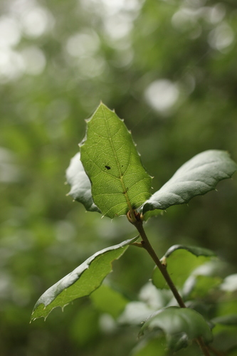 iNaturalist observation photo of coast live oak
