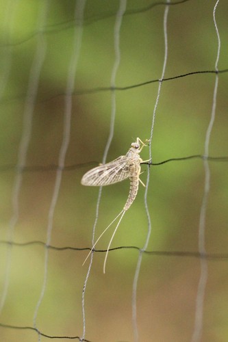 iNaturalist observation photo of Speckled Duns
