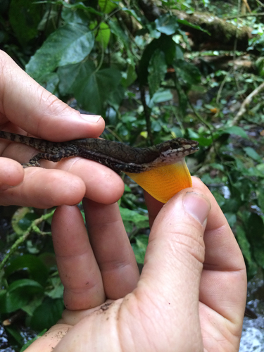 Anolis oxylophus