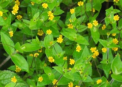 Jaegeria gracilis