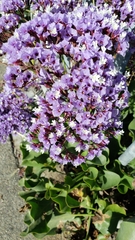 Limonium perezii