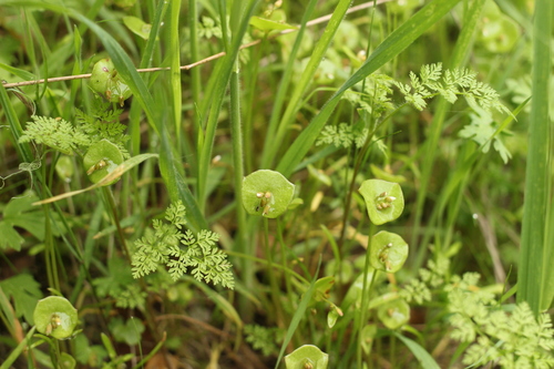 iNaturalist observation photo of miner's lettuce