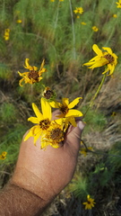 Helianthus salicifolius