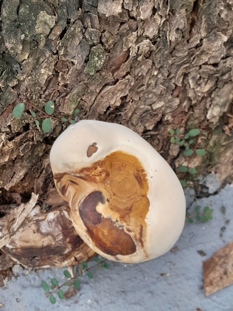 Ganoderma polychromum · May 2024 · photo: © ana_ads (iNaturalist, cc-by)