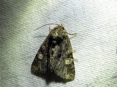 Phosphila miselioides