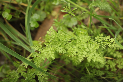 iNaturalist observation photo of Apioideae