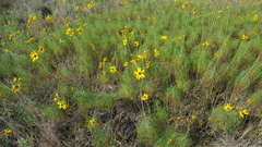 Helianthus salicifolius