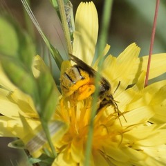 Lasioglossum titusi