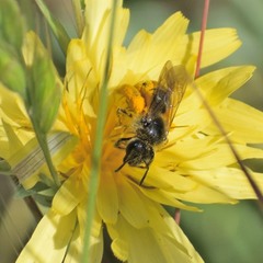 Lasioglossum titusi