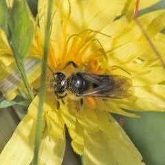 Lasioglossum titusi