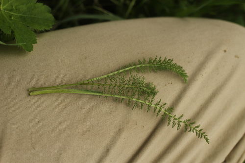 iNaturalist observation photo of common yarrow