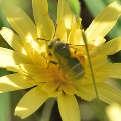 Lasioglossum titusi