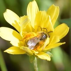 Lasioglossum titusi