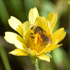 Lasioglossum titusi