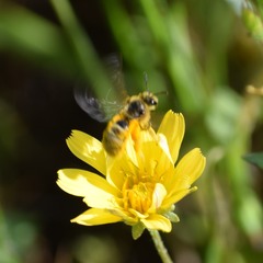 Lasioglossum titusi