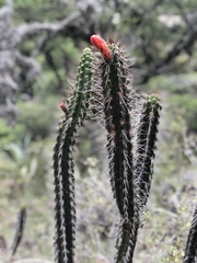 Borzicactus sepium