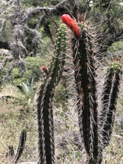 Borzicactus sepium