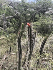 Borzicactus sepium