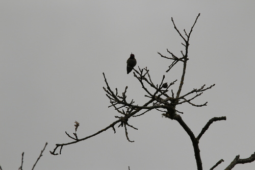 iNaturalist observation photo of Anna's Hummingbird