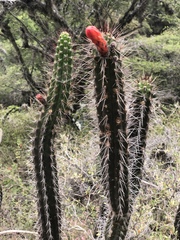 Borzicactus sepium