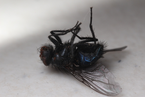 iNaturalist observation photo of Blue Blowfly