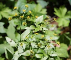 Thaspium trifoliatum
