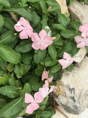 Catharanthus roseus