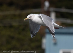 Larus argentatus × glaucescens
