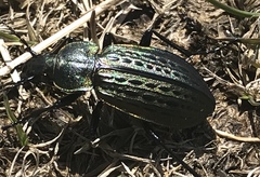 Carabus maeander