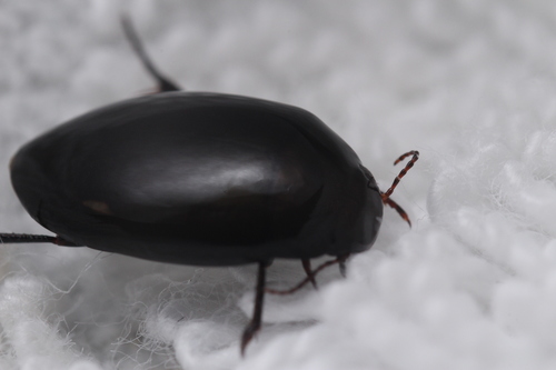 iNaturalist observation photo of Agabinae