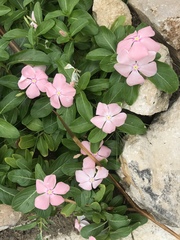 Catharanthus roseus