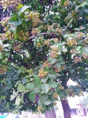 Ehretia anacua