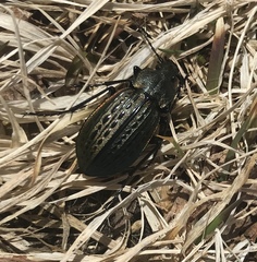 Carabus maeander