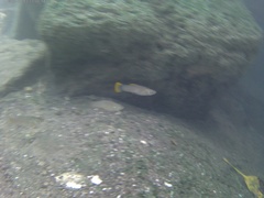 Poecilia mexicana limantouri