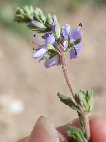 Image of Veronica rosea by (c) Mehdi Chetibi, some rights reserved (CC BY)