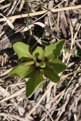 Primula meadia